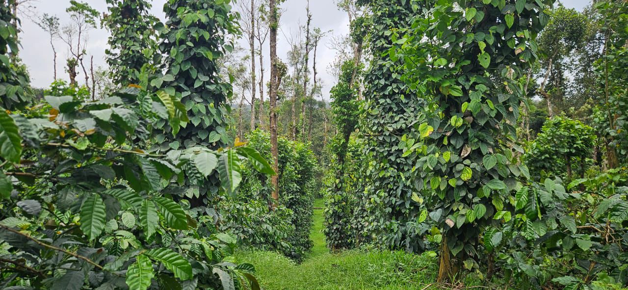 45 Acre Coffee & Pepper Estate for Sale – Near Belur 